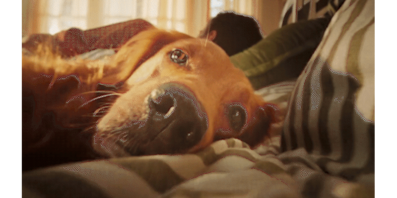 Animated gif from the ad