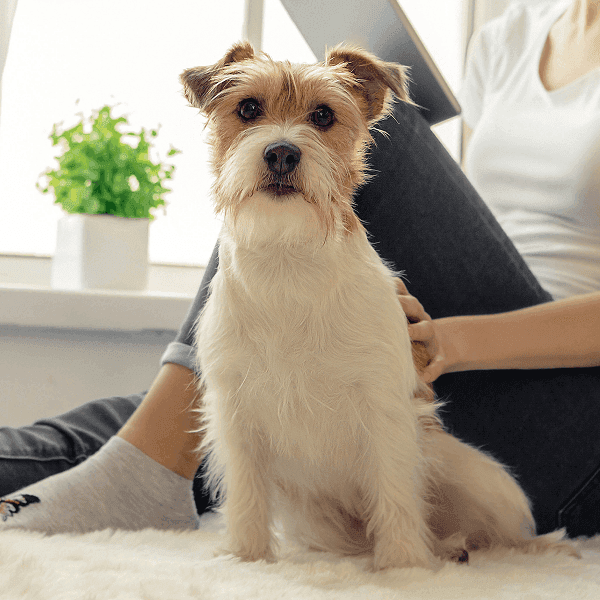 A small scruffy terrier dog sitting on a rug next to a person in a bright living room.